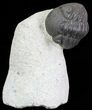 Bargain, Enrolled Morocops Trilobite - Foum Zguid, Morocco #68754-2